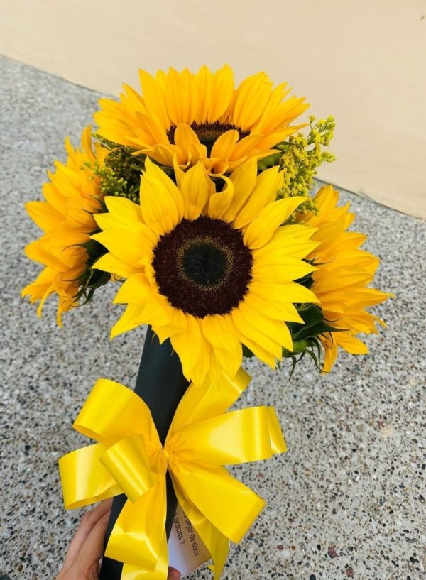 girasoles barranquilla